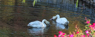 Bridgemore Subdivision Swans